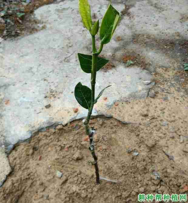 菠萝蜜幼龄树如何施肥浇水(菠萝蜜幼龄树如何施肥浇水呢)